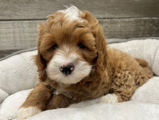 [#10780] Apricot & White Male Miniature Goldendoodle Puppies for Sale