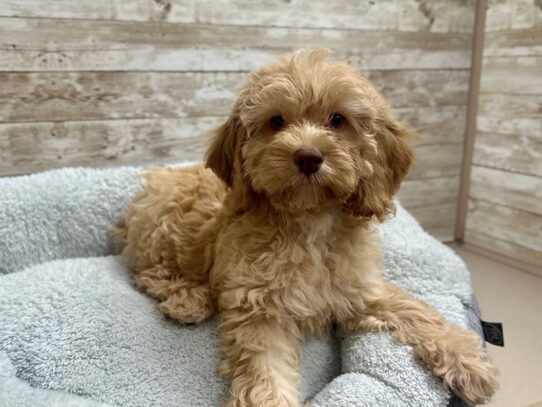 [#7822] bf Female Cockapoo Puppies for Sale