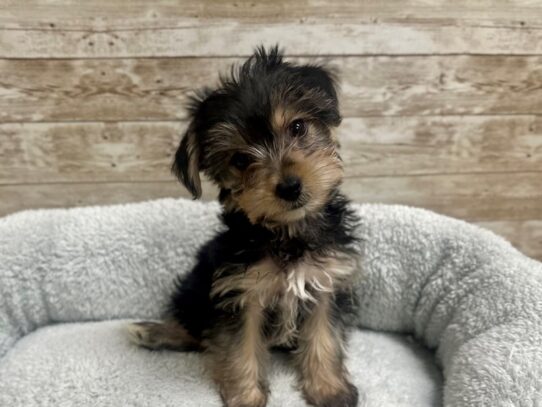 [#7818] blk & tn Female Yorkshire Terrier Puppies for Sale