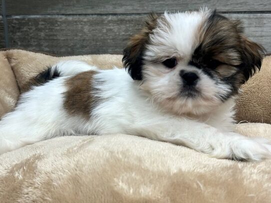 [#10782] Red & White Female Shih Tzu Puppies for Sale