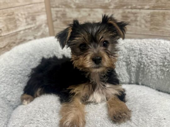 [#7823] blk & tn Female Yorkshire Terrier Puppies for Sale