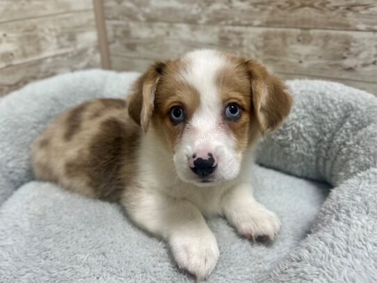 [#7826] rd mrl wh Male American Corgi Puppies for Sale