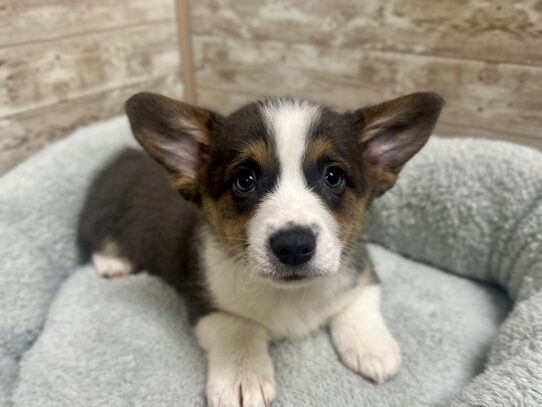 [#7827] bl & tn Male American Corgi Puppies for Sale