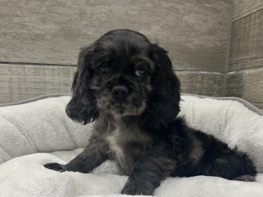 [#10783] Blue Merle Male Cocker Spaniel Puppies for Sale