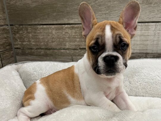 [#10817] Fawn Piebald Female French Bulldog Puppies for Sale