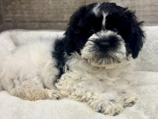 [#10826] Black & White Female Teddy Bear Puppies for Sale