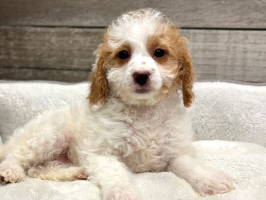 [#10848] White & Red Female Miniature Goldendoodle Puppies for Sale