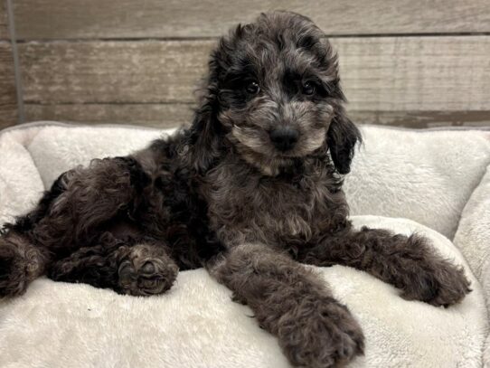 [#10854] Blue Merle Male Cavapoo Puppies for Sale