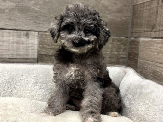 [#10855] Blue Merle Female Cavapoo Puppies for Sale
