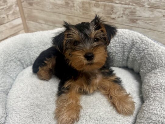 [#7886] blk & tn Male Morkie Puppies for Sale