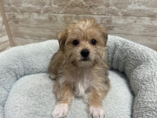 [#7885] gld sbl Male Morkie Puppies for Sale