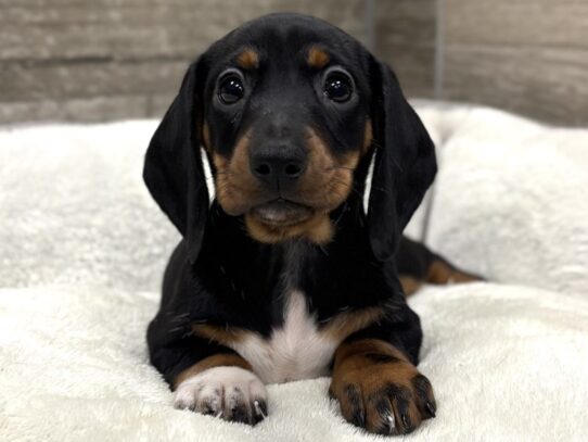 [#10864] Black & Tan Female Dachshund Puppies for Sale