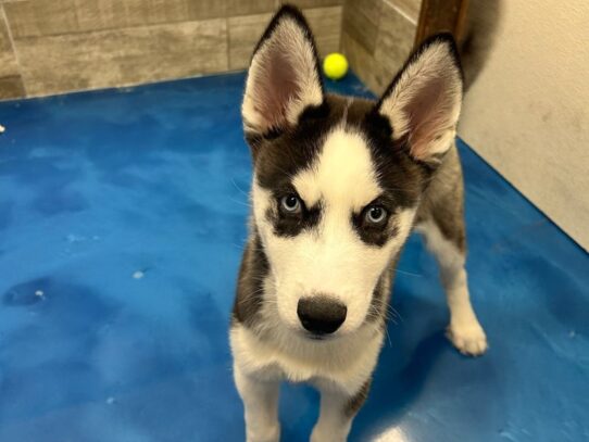 [#10824] Black & White Male Siberian Husky Puppies for Sale