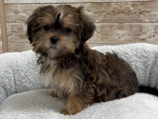 [#7901] br Male Shorkie Puppies for Sale