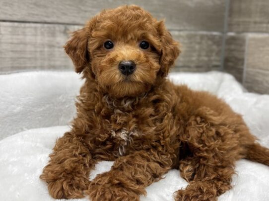 [#10874] Red Male Miniature Goldendoodle Puppies for Sale