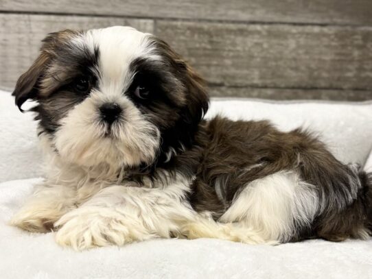 [#10876] Chocolate Parti Male Shih Tzu Puppies for Sale