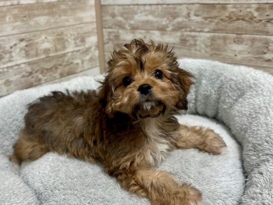 [#7925] br Female Cavachon Puppies for Sale