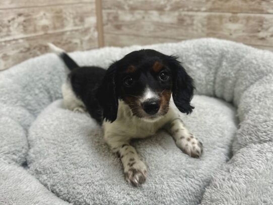 [#7924] tri pbld Female Dachshund Puppies for Sale