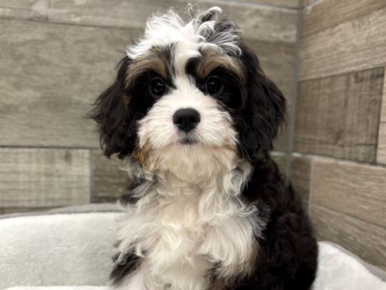 [#10837] Black White & Tan Male Miniature Bernadoodle Puppies for Sale