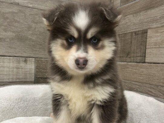 [#10886] Black & White Male Pomsky Puppies for Sale