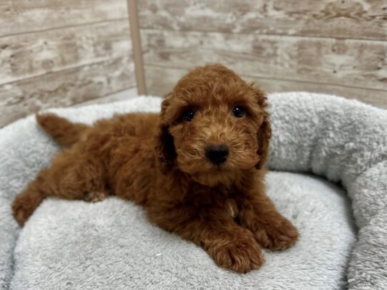 [#7930] rd Male Miniature Poodle Puppies for Sale