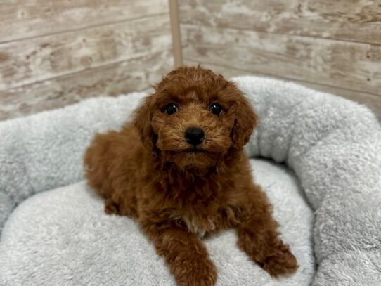 [#7931] rd Female Miniature Poodle Puppies for Sale