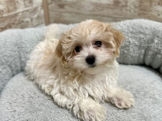 [#7932] wh cr mkgs Female Maltipoo Puppies for Sale