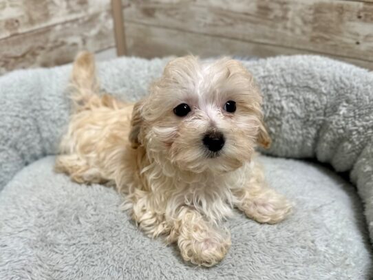 [#7933] cr Female Maltipoo Puppies for Sale