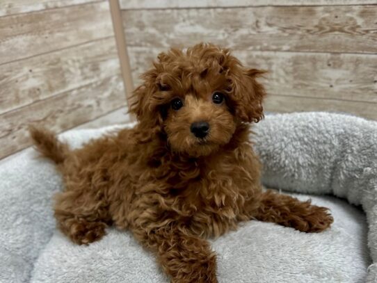[#7916] rd Female Cavapoo Puppies for Sale