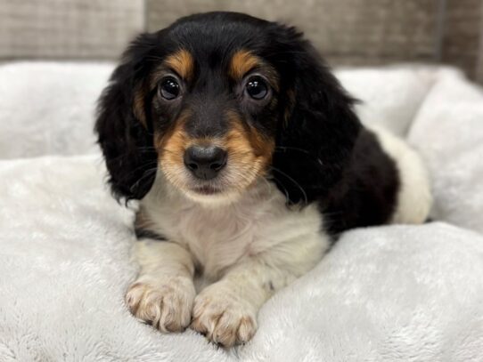 [#10896] Black & Tan Piebald Female Dachshund Puppies for Sale