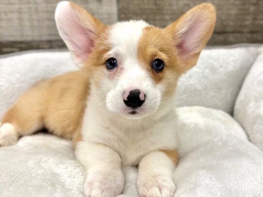 [#10897] Sable & White Male Pembroke Welsh Corgi Puppies for Sale