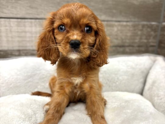 [#10900] Ruby Male Cavalier King Charles Spaniel Puppies for Sale