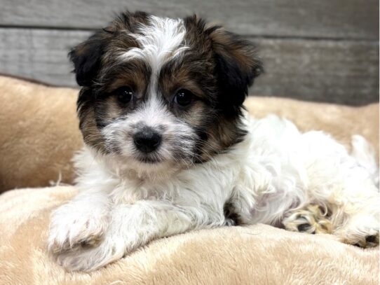 [#10893] Sable & White Male Havanese Puppies for Sale