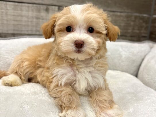 [#10890] Cream & White Blaze Male Havanese Puppies for Sale