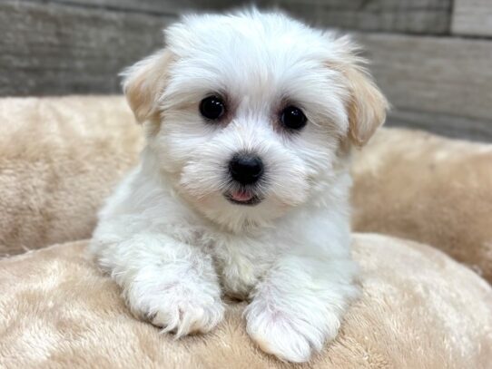 [#10892] White & Cream Female Havanese Puppies for Sale