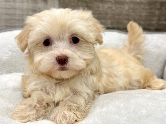 [#10891] Cream Female Havanese Puppies for Sale