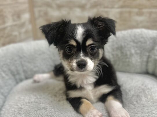 [#7936] tri Male Chihuahua Puppies for Sale