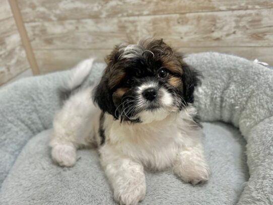 [#7939] blk & wh Male Teddy Bear Puppies for Sale