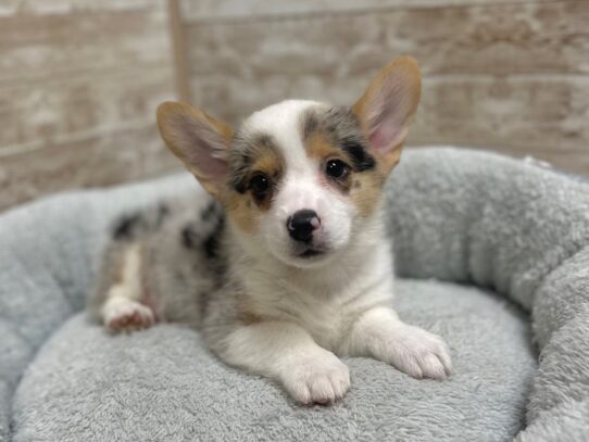 [#7942] bl & wh mrl Male Pembroke Welsh Corgi Puppies for Sale