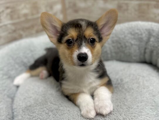 [#7943] blk tri mkgs Female Pembroke Welsh Corgi Puppies for Sale