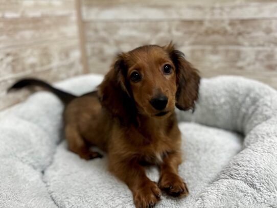 [#7926] chlt & rd Male Dachshund Puppies for Sale