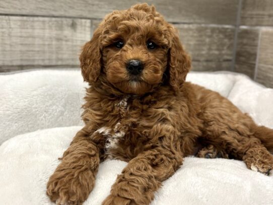 [#10904] Red & White Male Miniature Goldendoodle Puppies for Sale