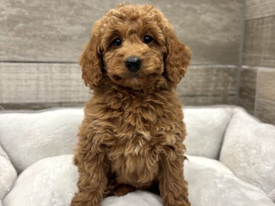 [#10905] Red & White Female Miniature Goldendoodle Puppies for Sale