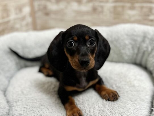 [#7951] blk & tn Female Dachshund Puppies for Sale