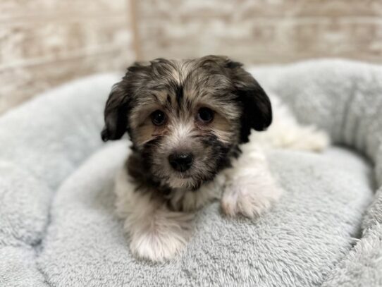 [#7948] brdl & wh Female Havanese Puppies for Sale