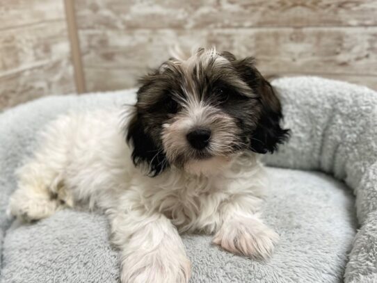 [#7947] brdl n& wh Male Havanese Puppies for Sale