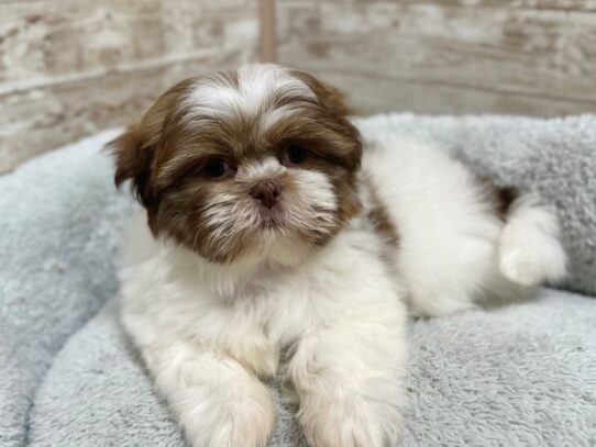 [#7946] lvr & wh Female Shih Tzu Puppies for Sale