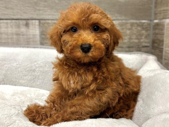 [#10910] Red Female Miniature Poodle Puppies for Sale