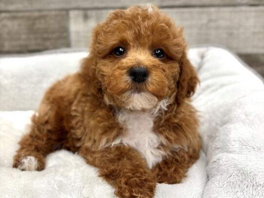 [#10909] Red Male Miniature Poodle Puppies for Sale