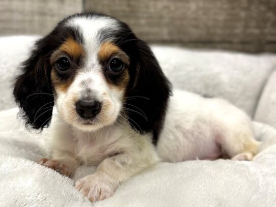 [#10908] Black White & Tan Piebald Female Dachshund Puppies for Sale
